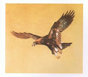 Golden Eagle Studies